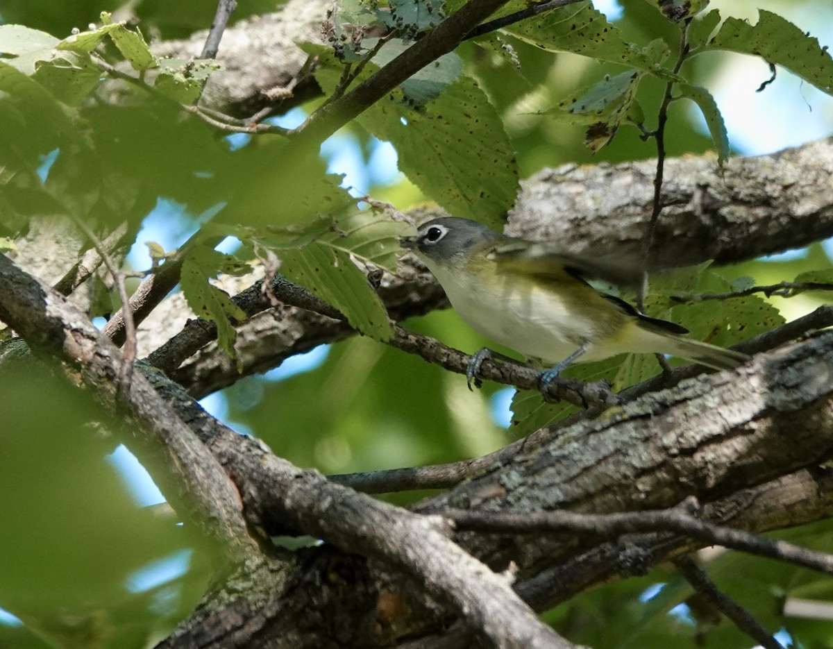 Blue-headed Vireo - ML642427796