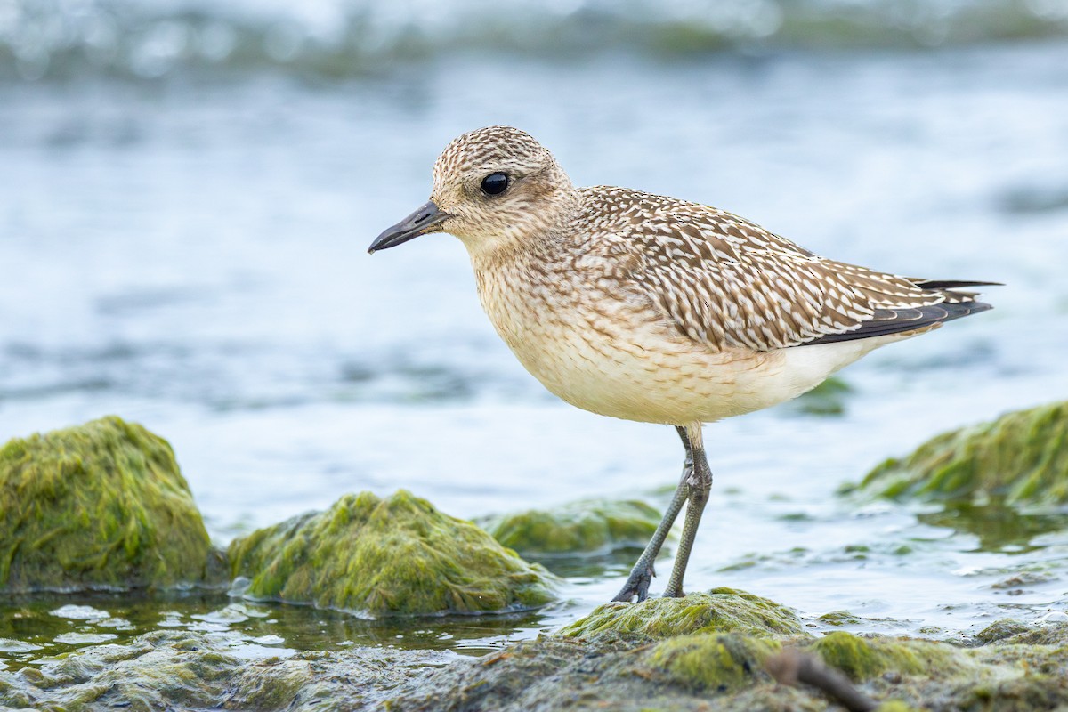 Kiebitzregenpfeifer - ML642427798