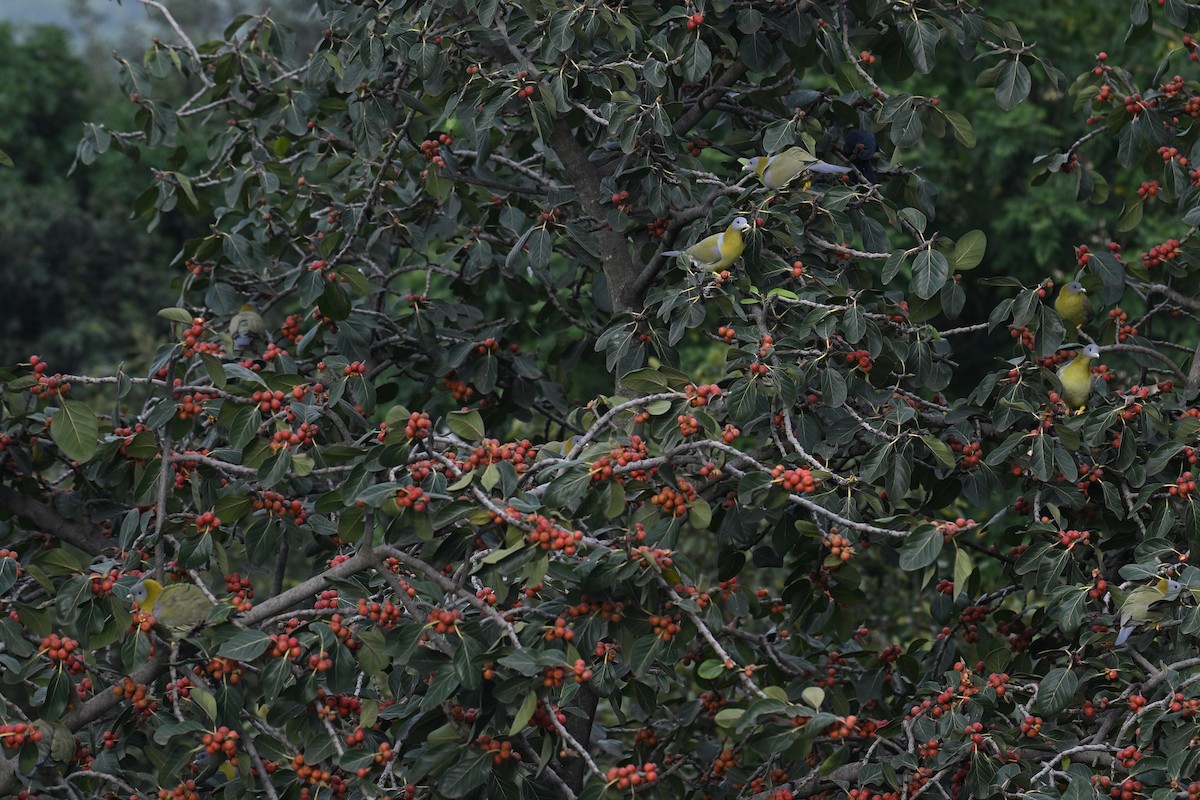 Orangegrüntaube - ML642427806