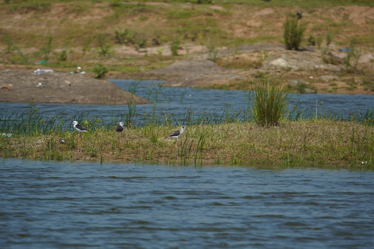 Stelzenläufer - ML642427815