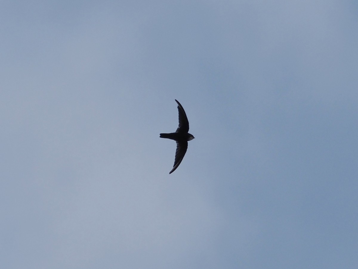 House Swift - ML642427838