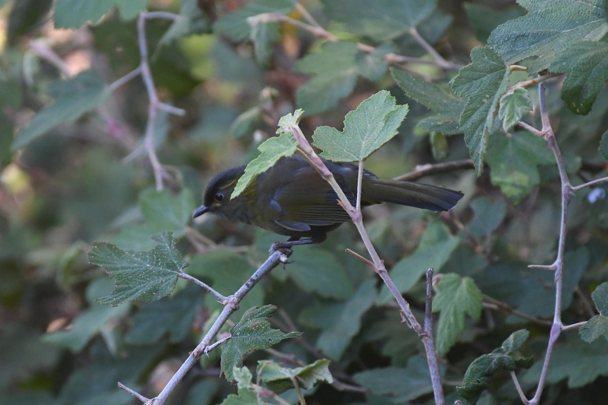 Taiwanbunthäherling - ML642427846