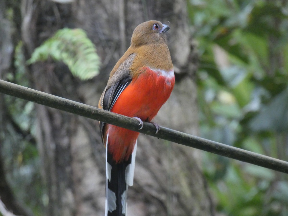Red-headed Trogon - ML642427852