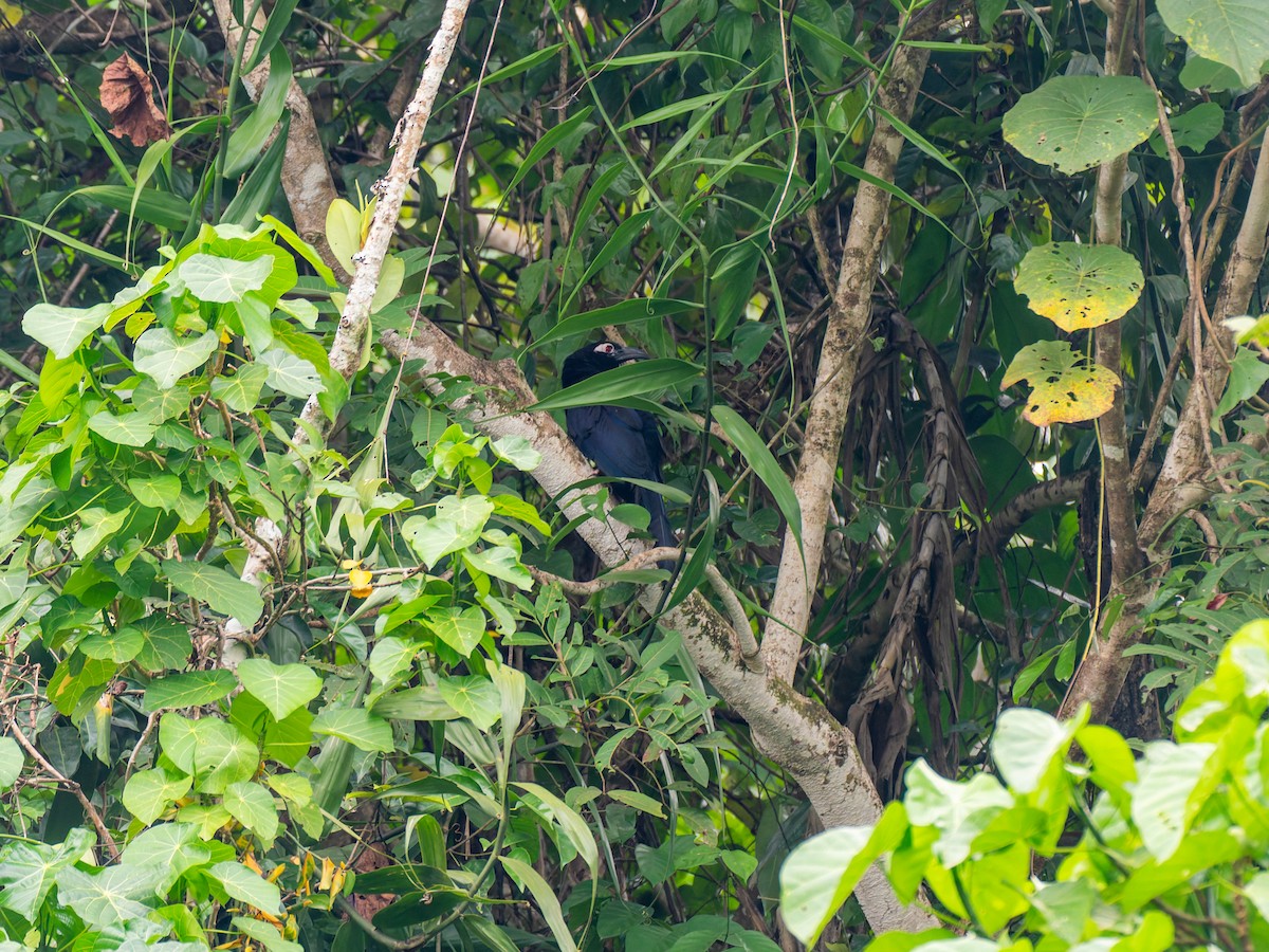 Violaceous Coucal - ML642427880