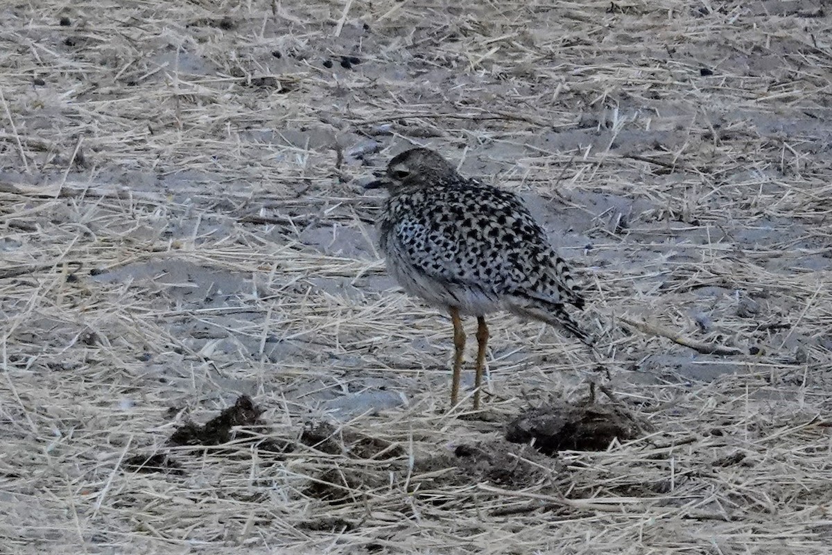 Spotted Thick-knee - ML642427881