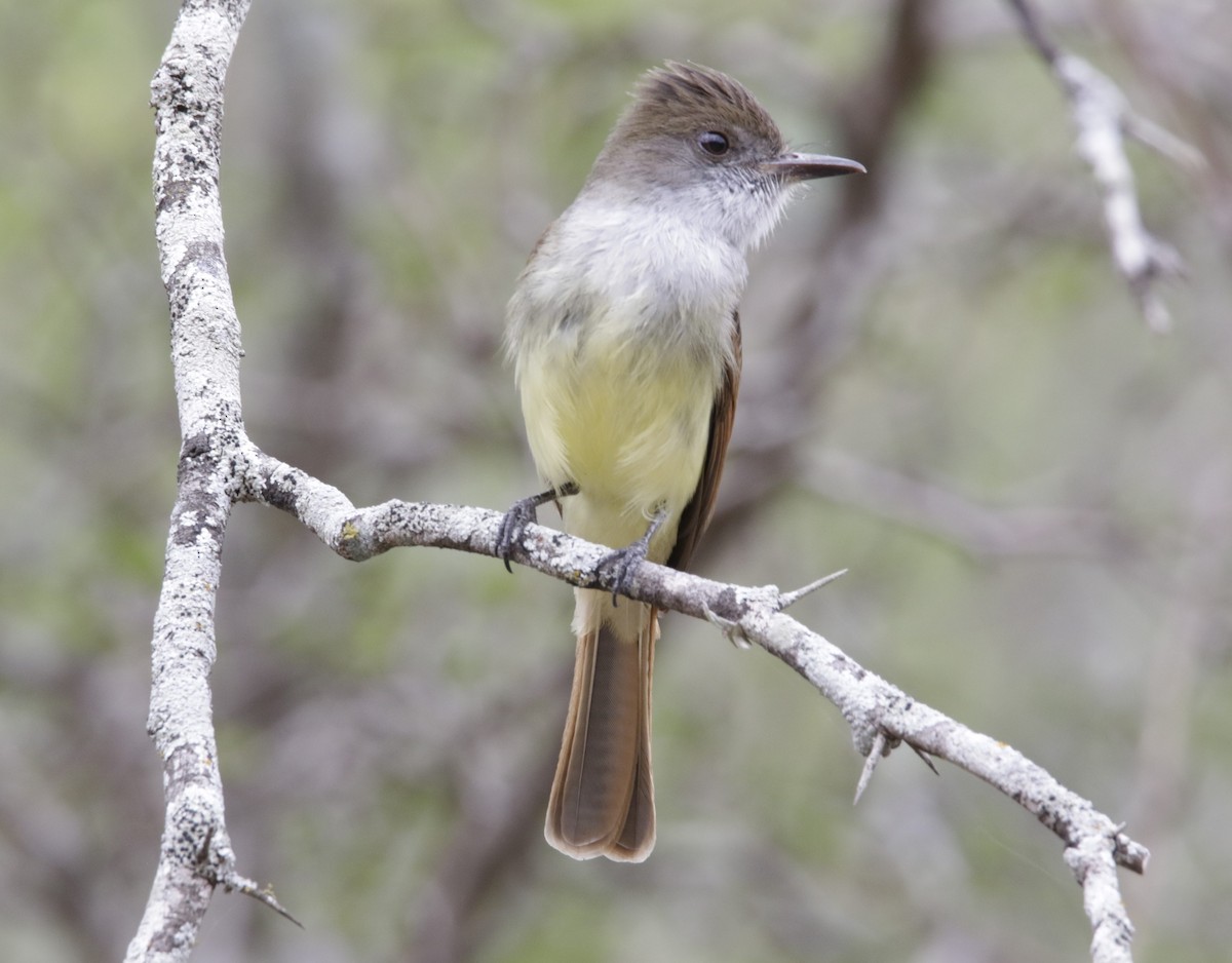 Dusky-capped Flycatcher - ML642427889