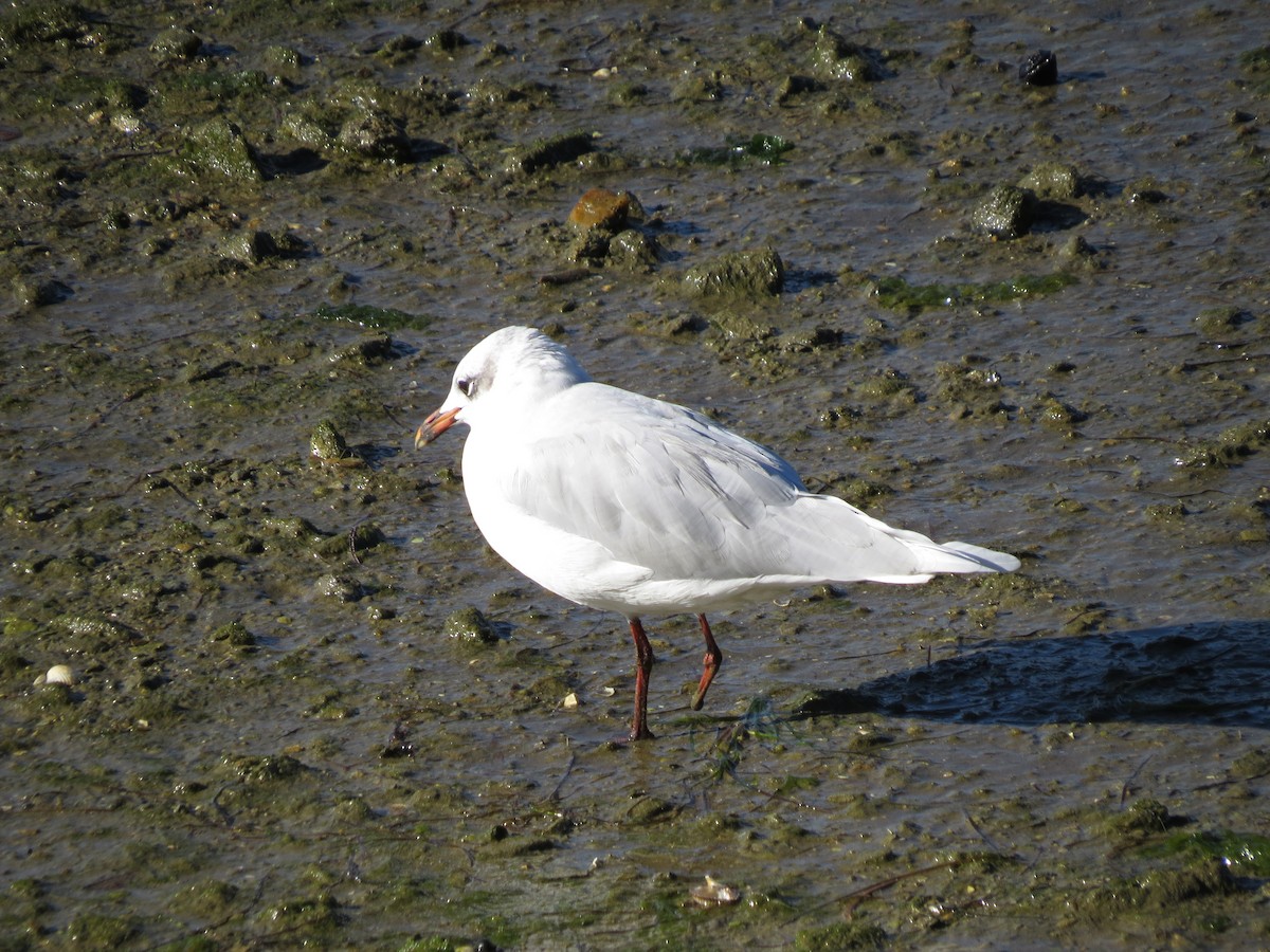 Mouette mélanocéphale - ML642427899