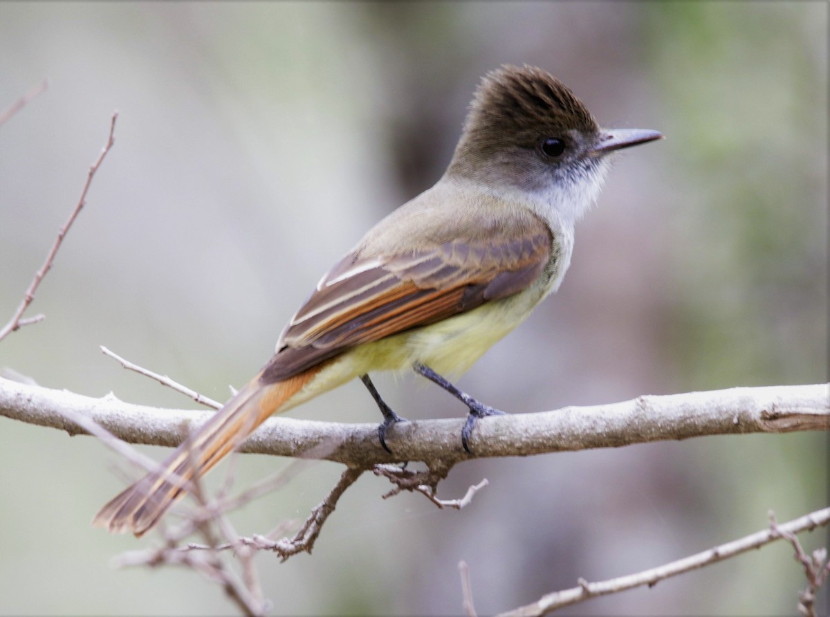 Dusky-capped Flycatcher - ML642427903
