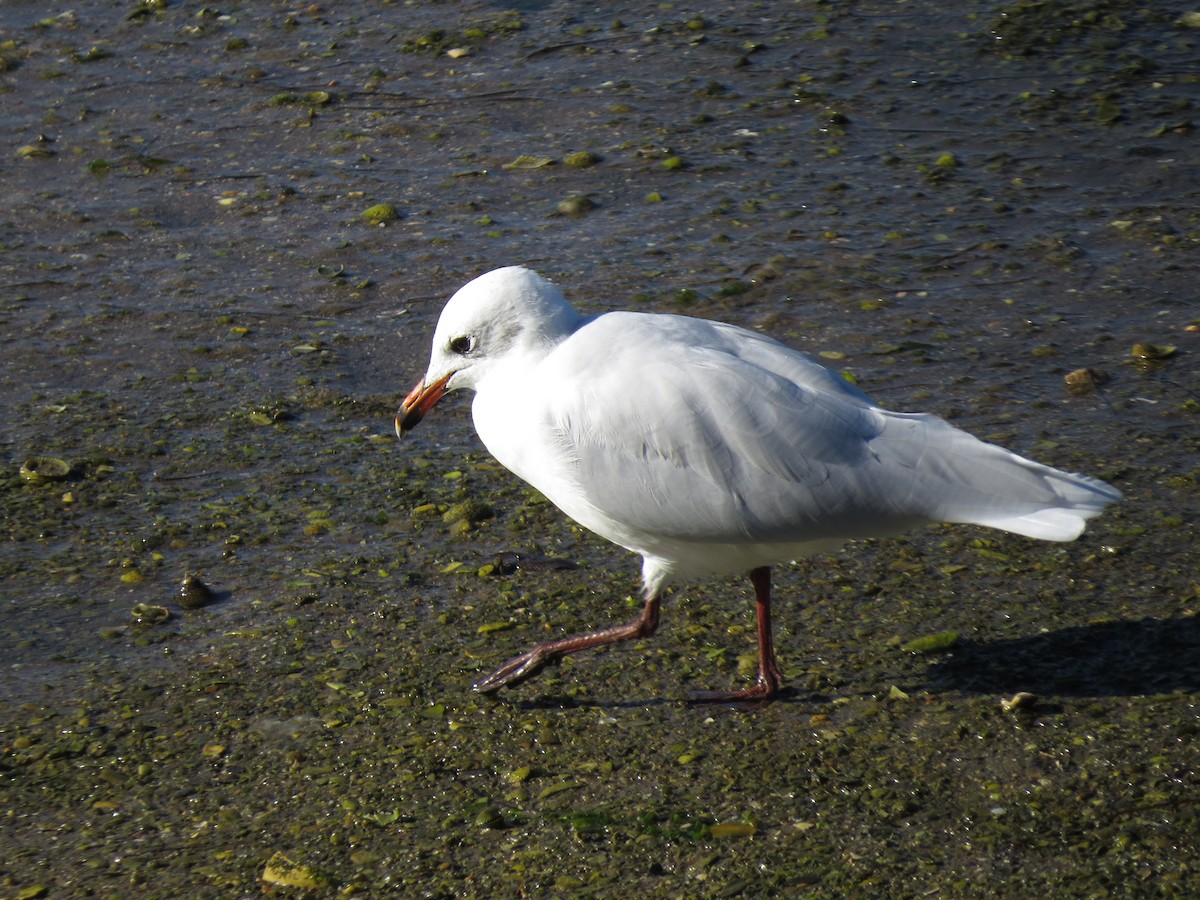 Mouette mélanocéphale - ML642427906