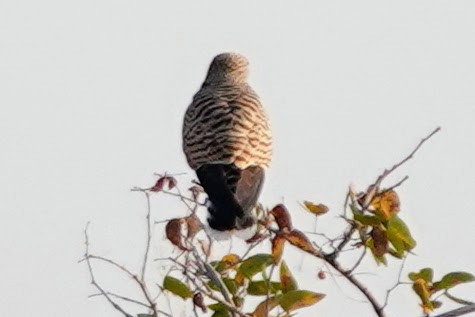 Greater Kestrel - ML642427912
