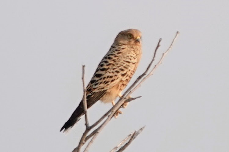 Greater Kestrel - ML642427913