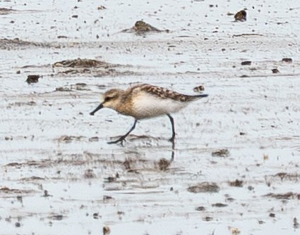 Spoon-billed Sandpiper - ML642427920