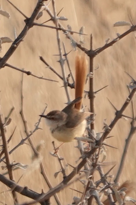 Black-chested Prinia - ML642427922