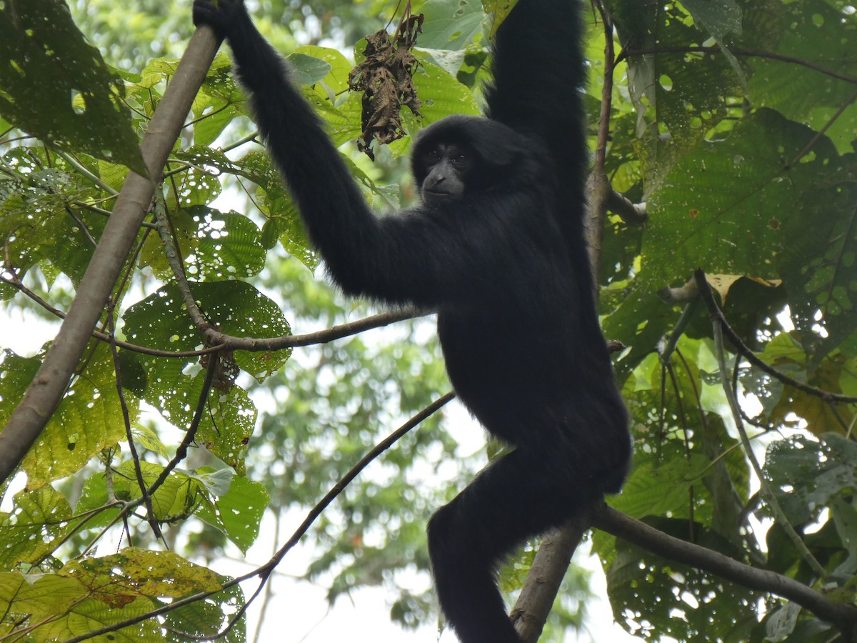 Animals - ML642427930