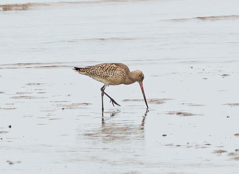 Bar-tailed Godwit - ML642427931