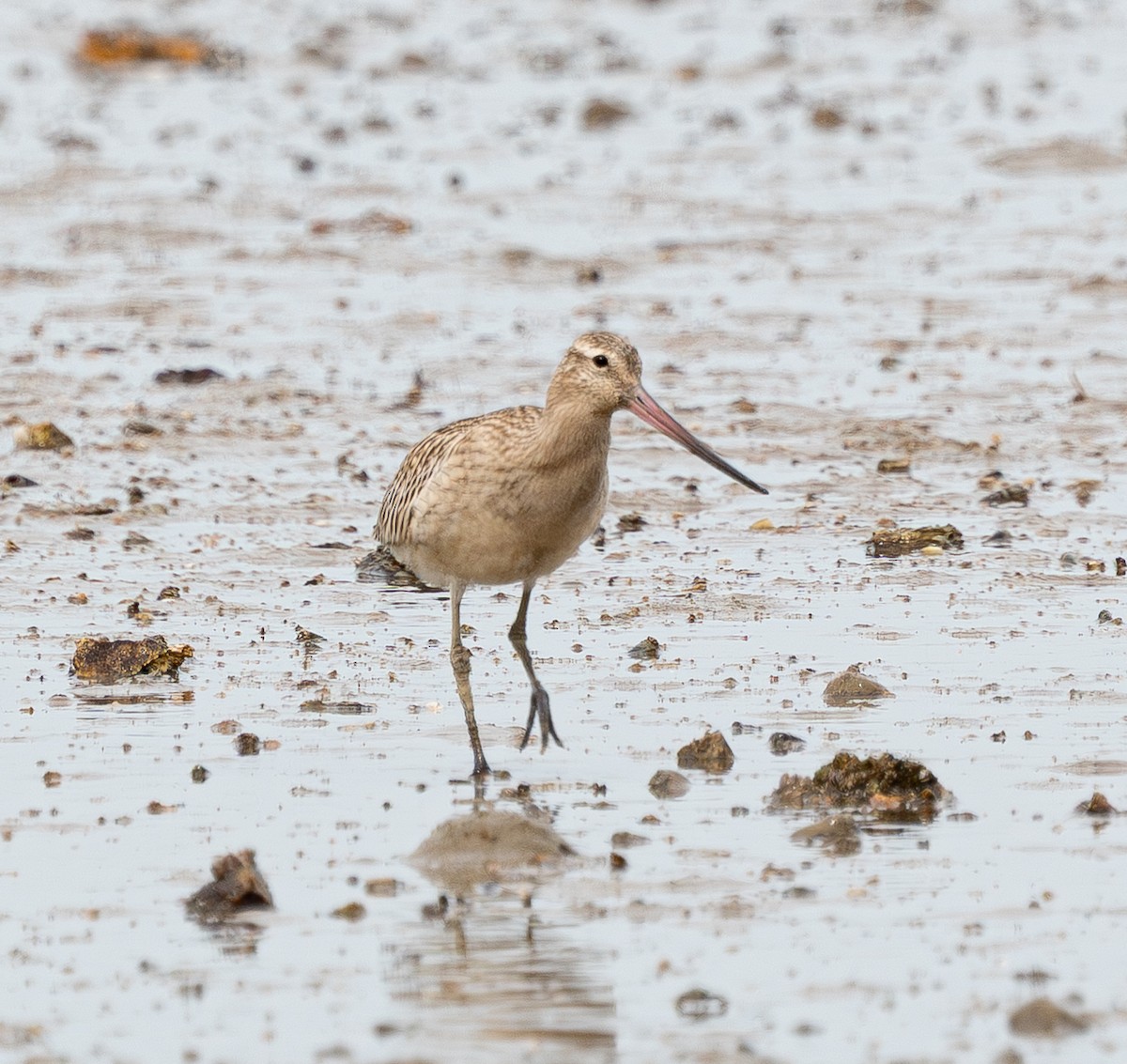 Bar-tailed Godwit - ML642427932