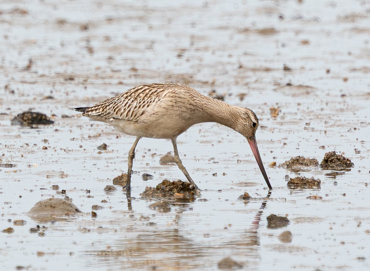 Bar-tailed Godwit - ML642427933