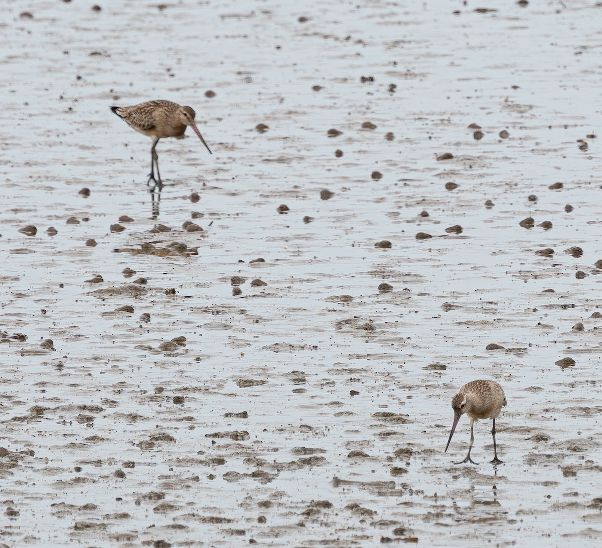 Bar-tailed Godwit - ML642427934
