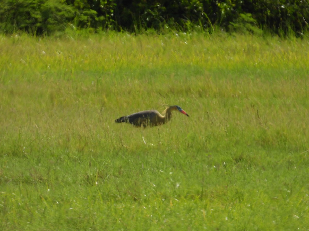 Whistling Heron - ML642427935