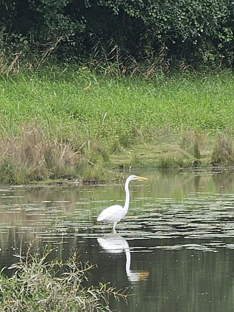 Great Egret - ML642427936