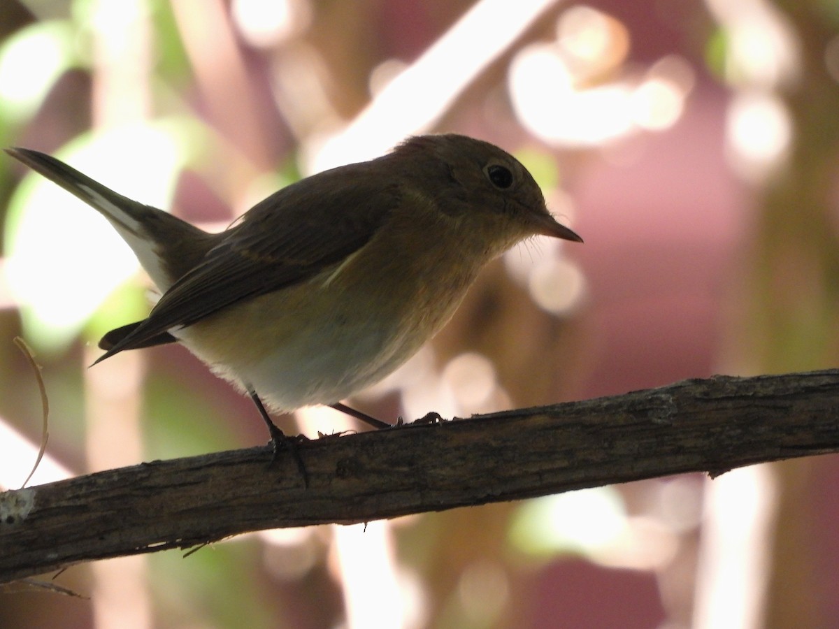 Red-breasted Flycatcher - ML642427937