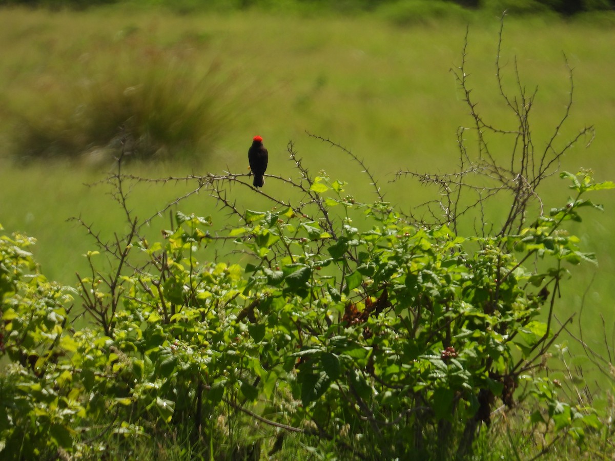 Vermilion Flycatcher - ML642427938