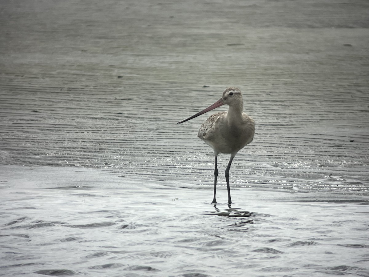 Bar-tailed Godwit - ML642427939
