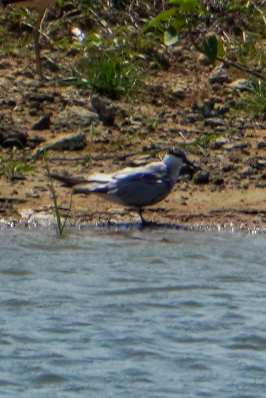 Gull-billed Tern - ML642427940