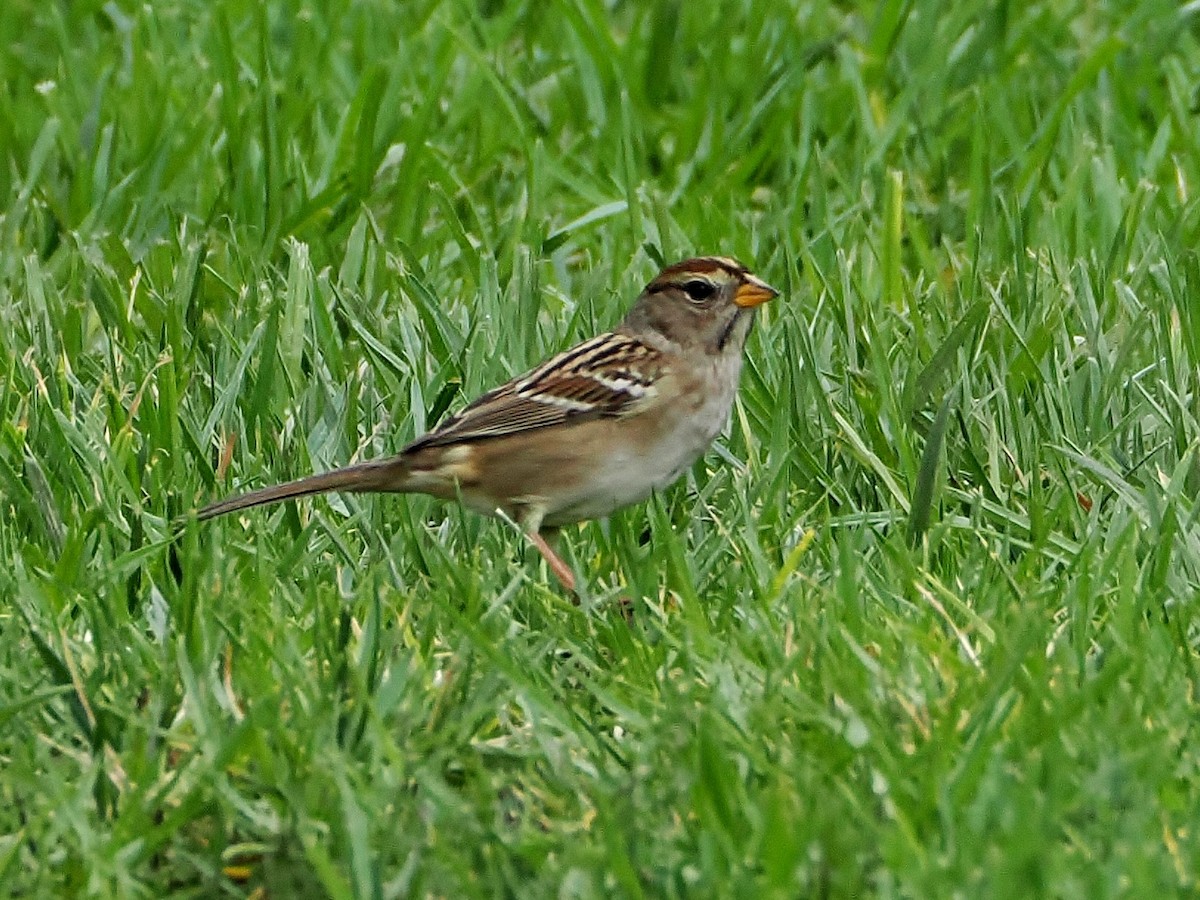 White-crowned Sparrow - ML642427941