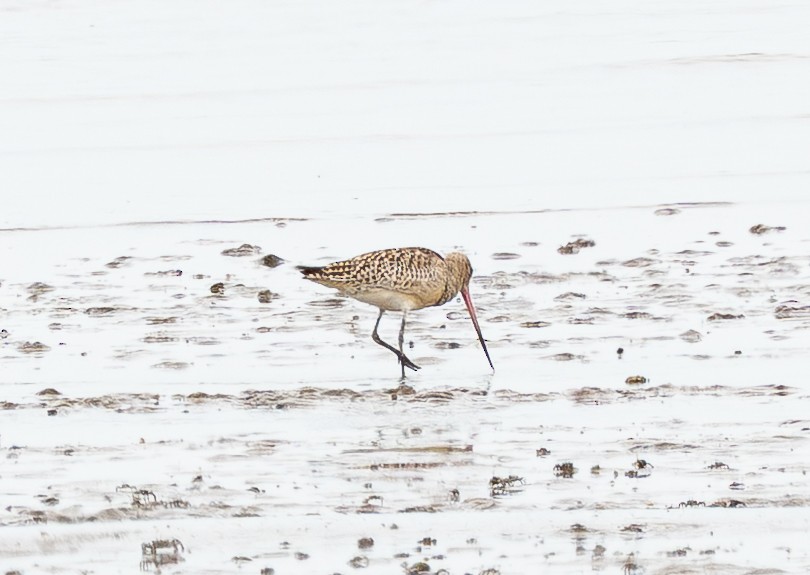 Bar-tailed Godwit - ML642427942