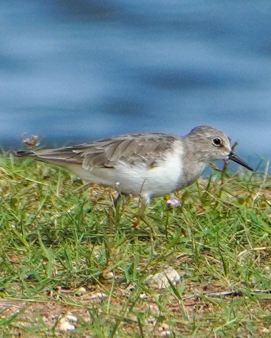 Temminck's Stint - ML642427945