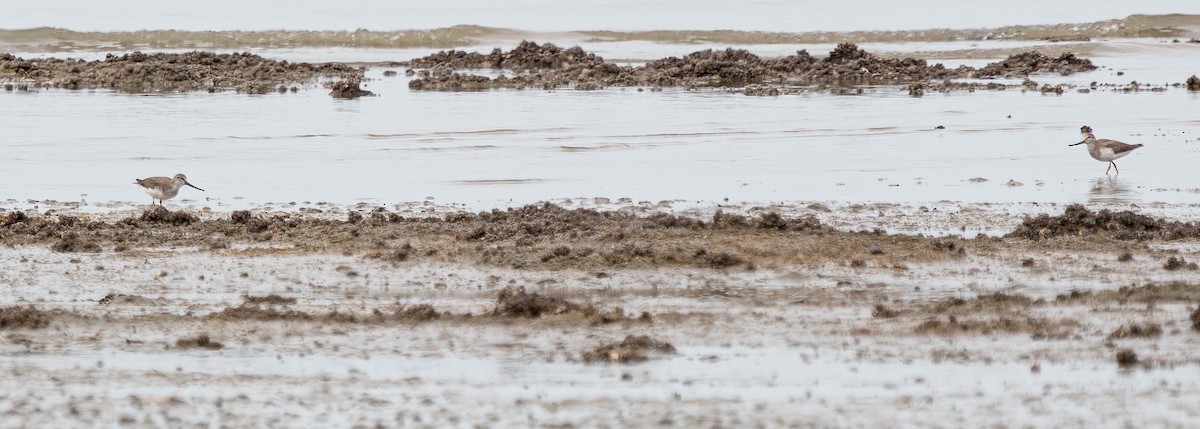 Terek Sandpiper - ML642427946