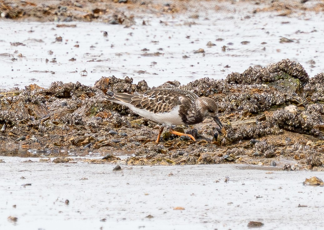 Ruddy Turnstone - ML642427948
