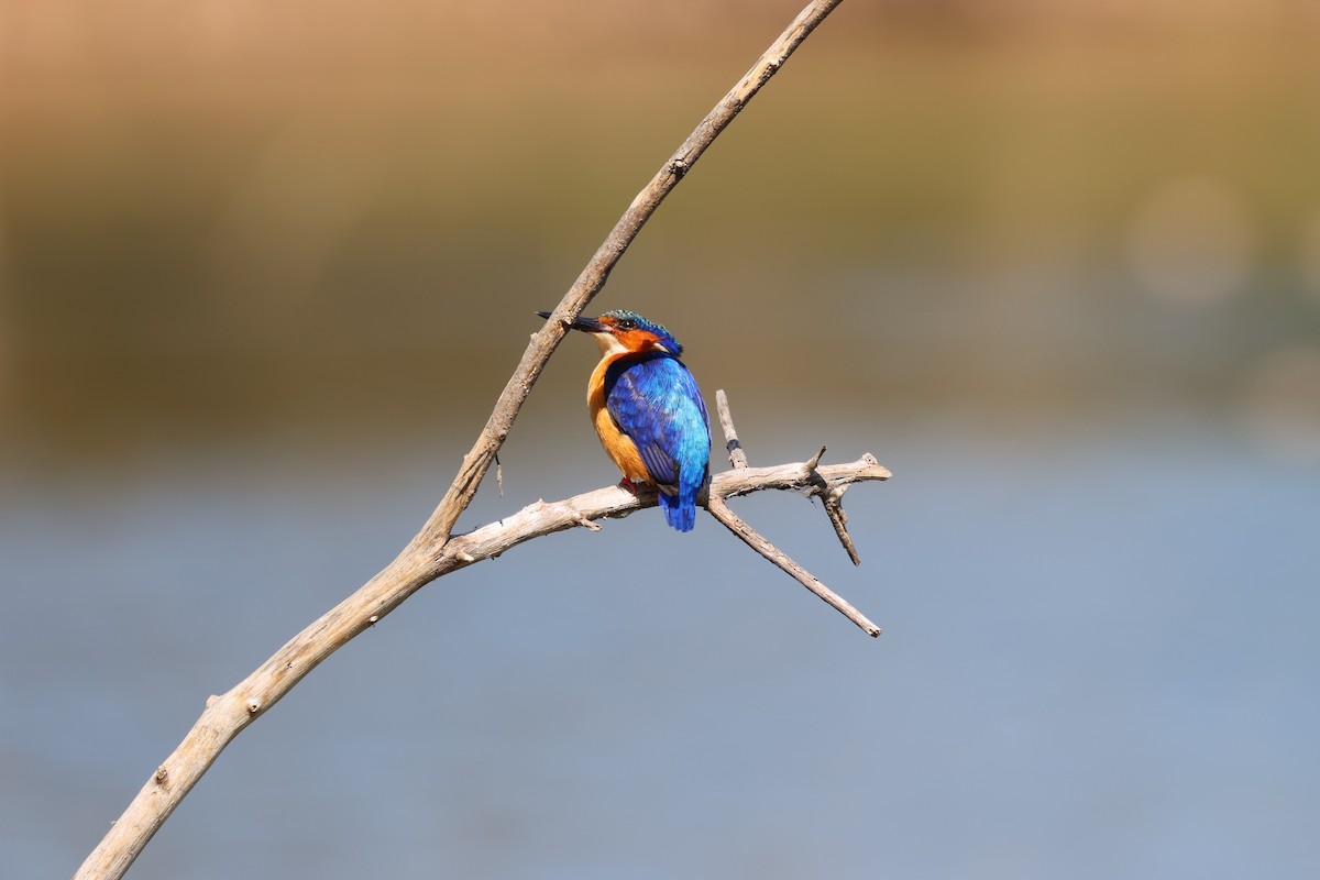 Malagasy Kingfisher - ML642427951