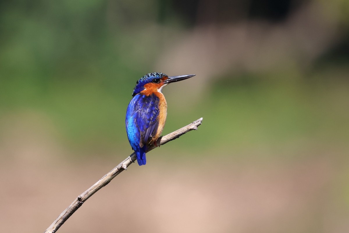 Malagasy Kingfisher - ML642427954