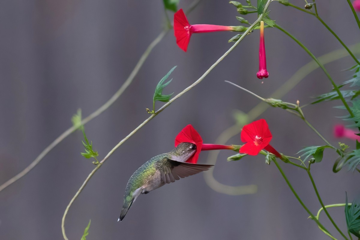 Ruby-throated Hummingbird - ML642427955
