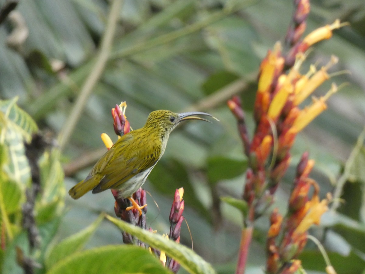 Streaked Spiderhunter - ML642427956
