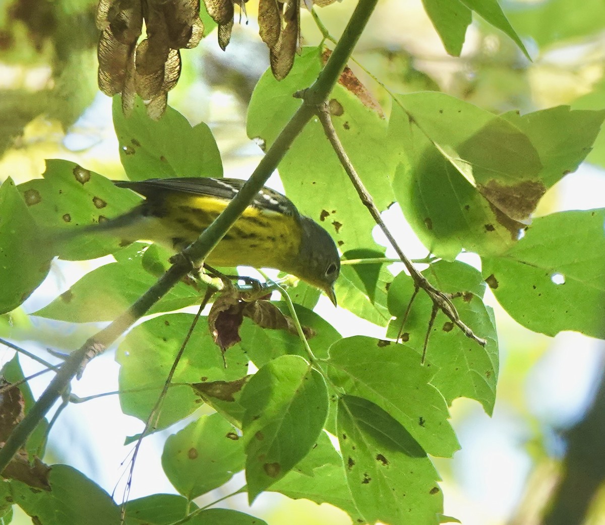 Magnolia Warbler - ML642427957