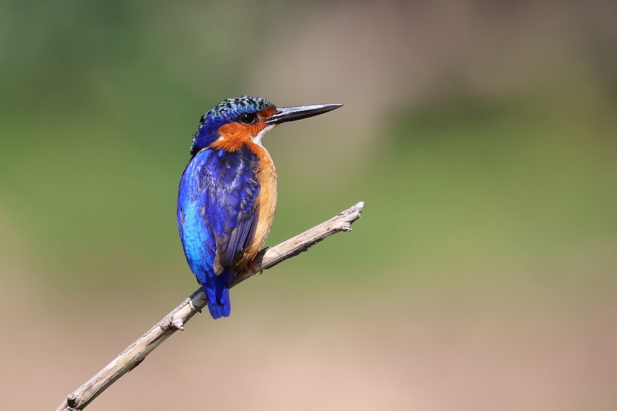Malagasy Kingfisher - ML642427958