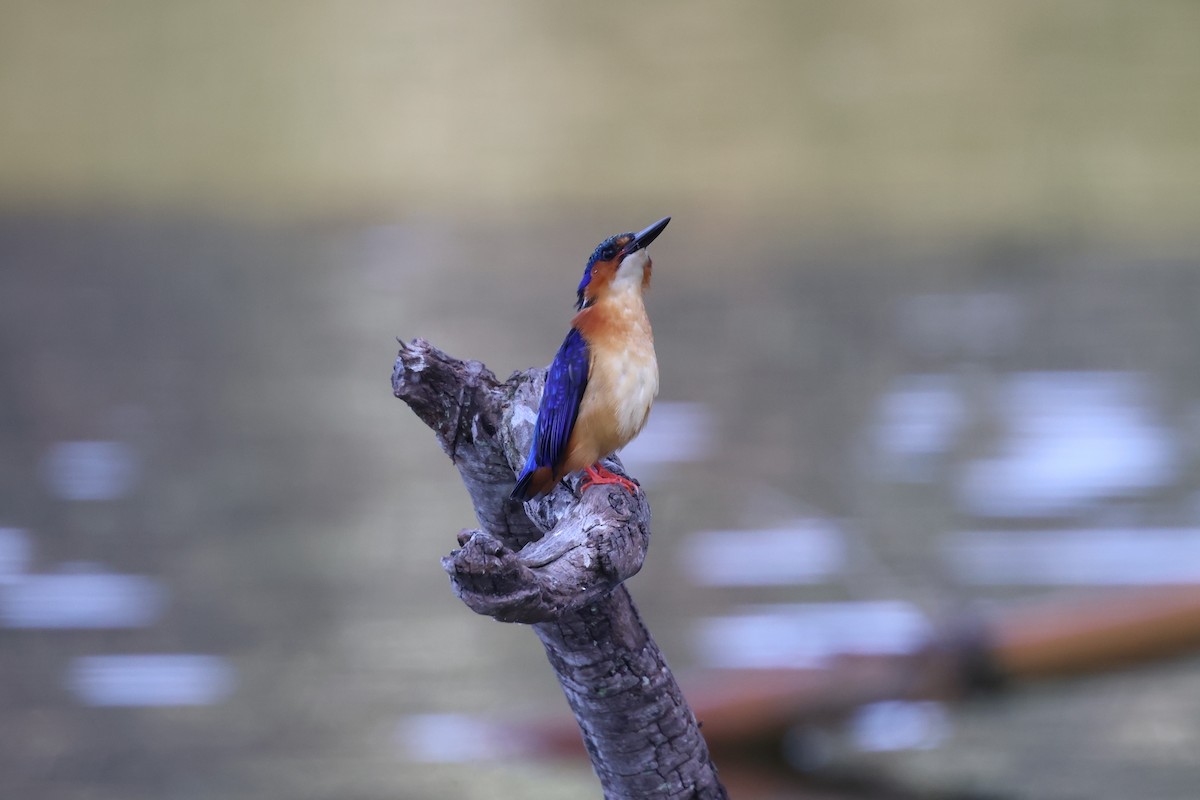 Malagasy Kingfisher - ML642427960