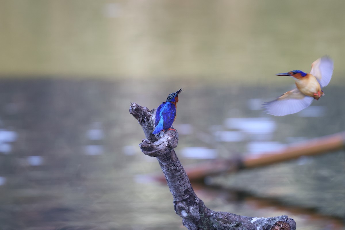 Malagasy Kingfisher - ML642427964