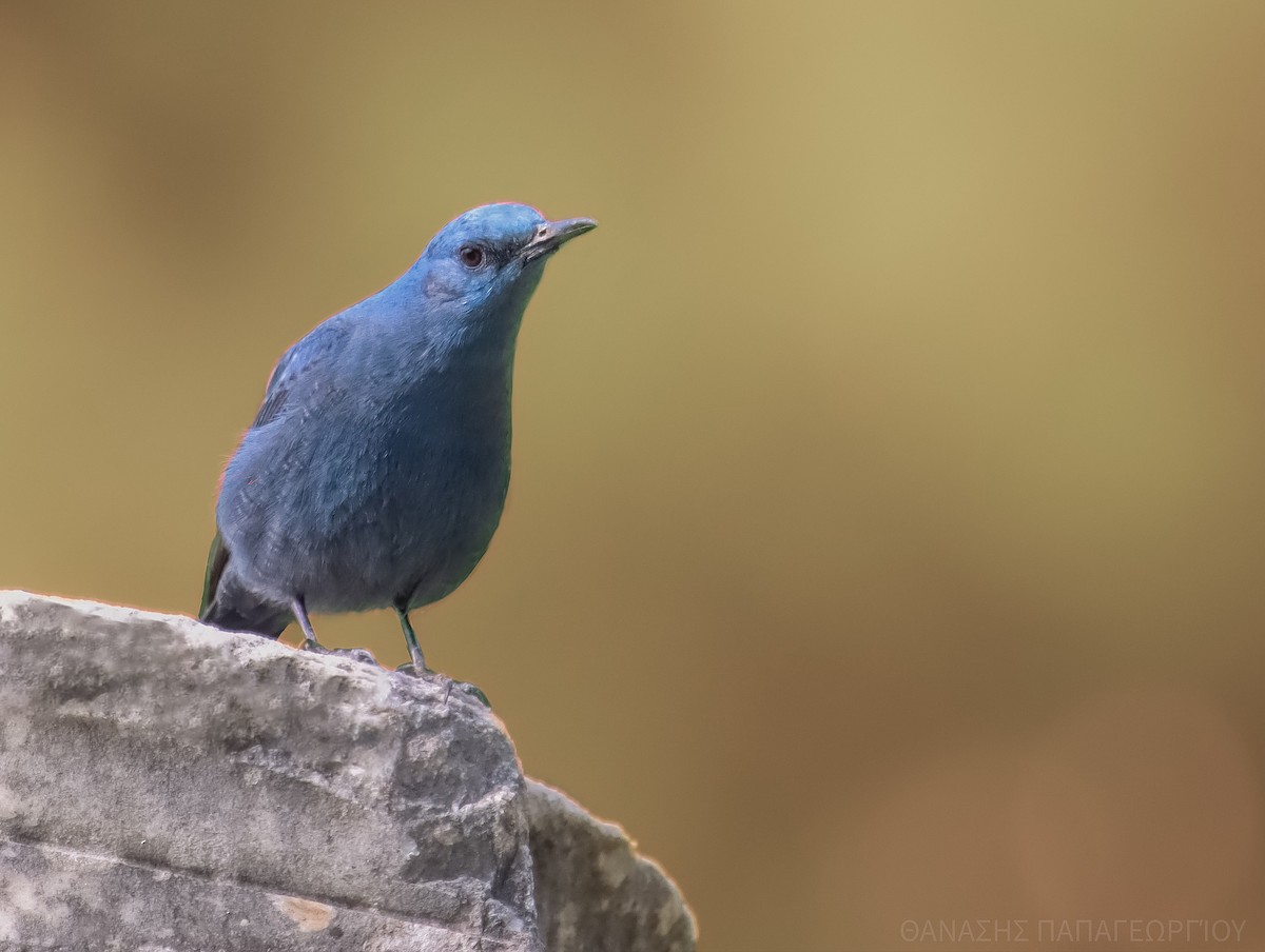 Blue Rock-Thrush - ML642427965