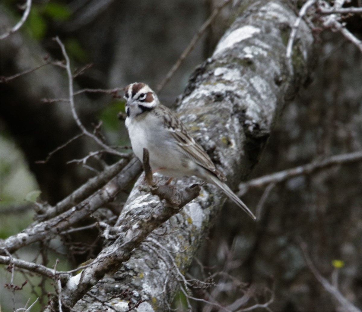 Lark Sparrow - ML642427966