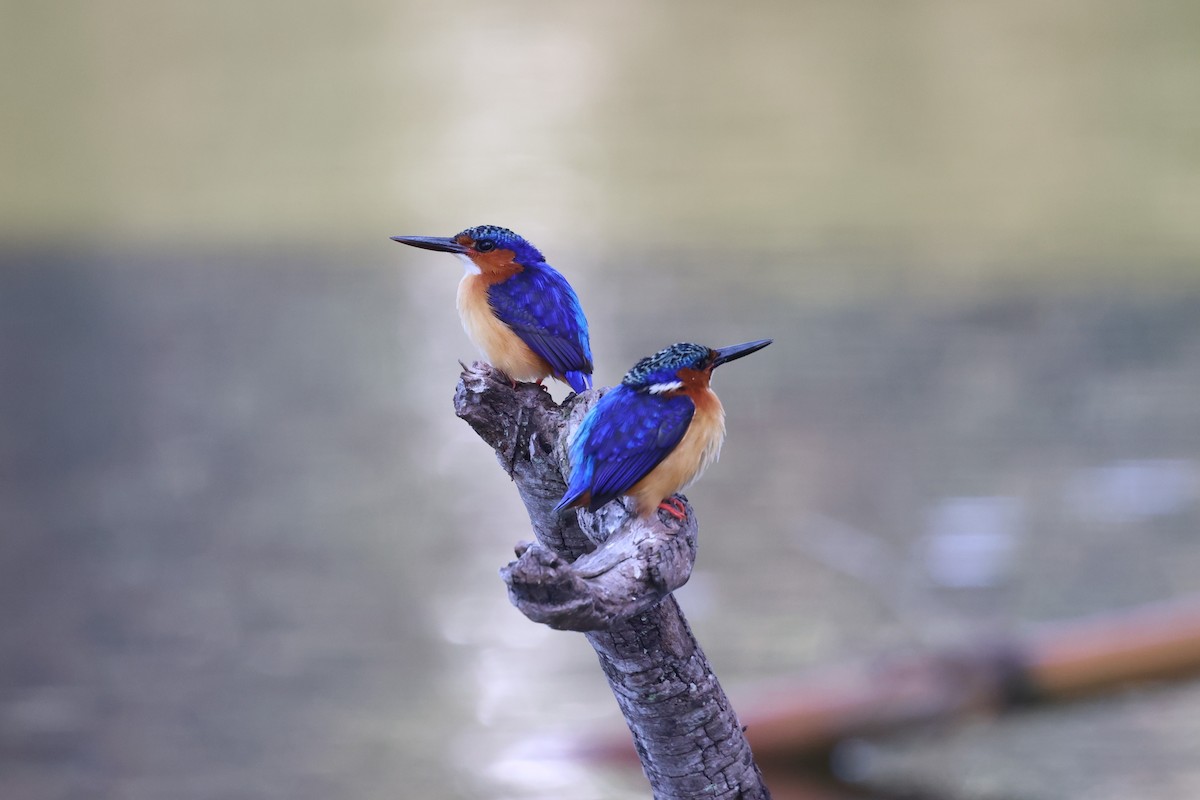 Malagasy Kingfisher - ML642427969