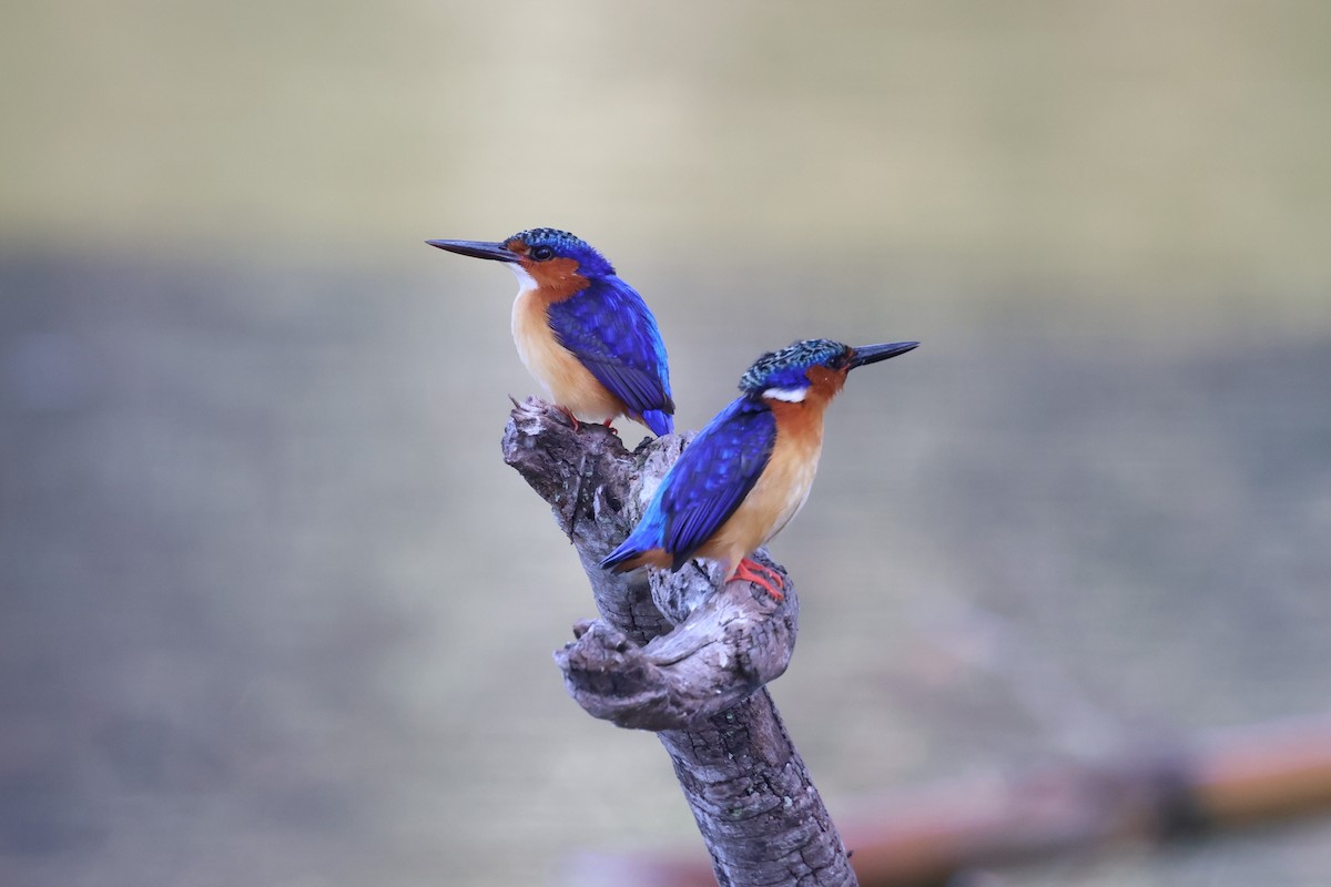 Malagasy Kingfisher - ML642427973