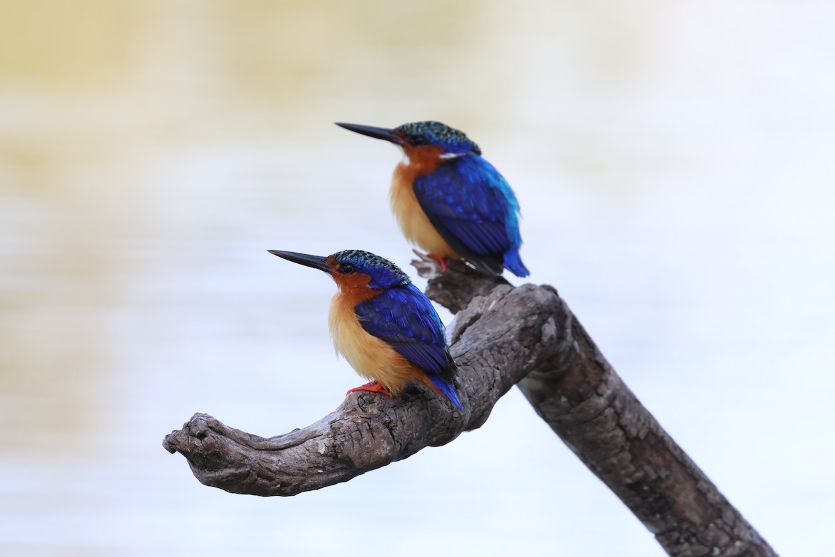 Malagasy Kingfisher - ML642427976