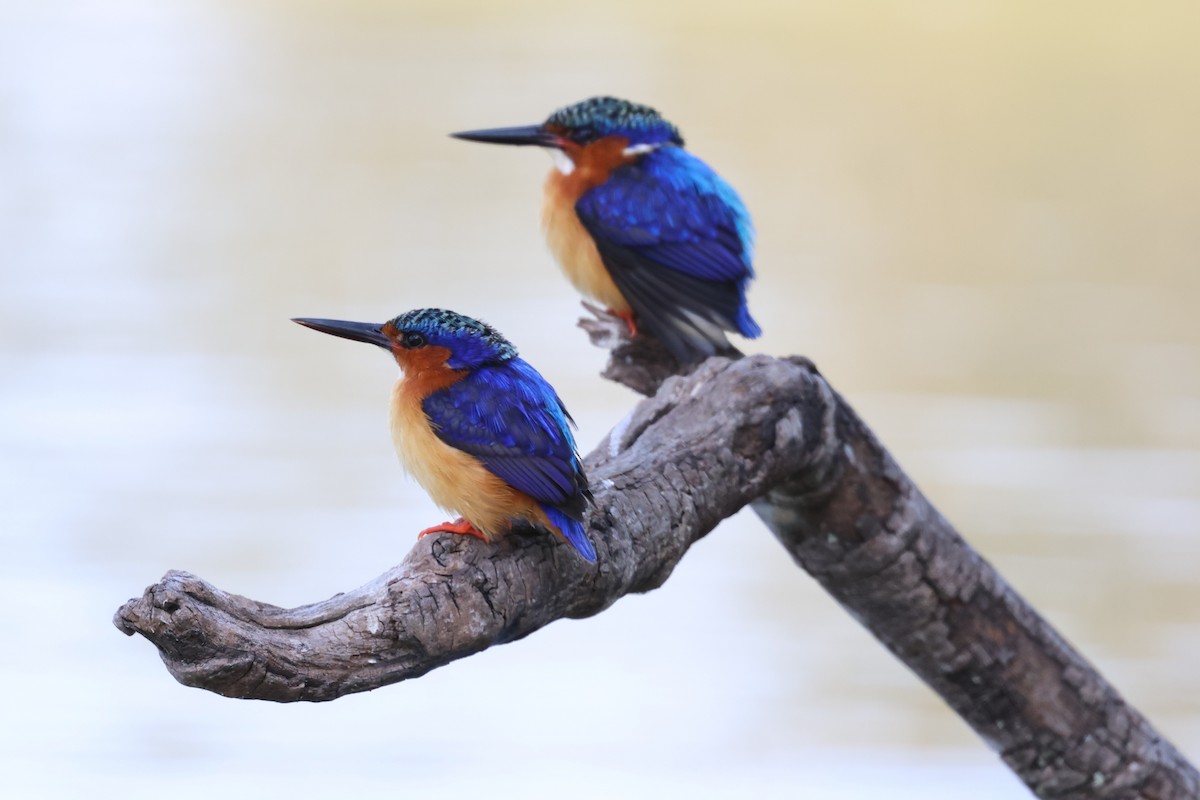 Malagasy Kingfisher - ML642427980