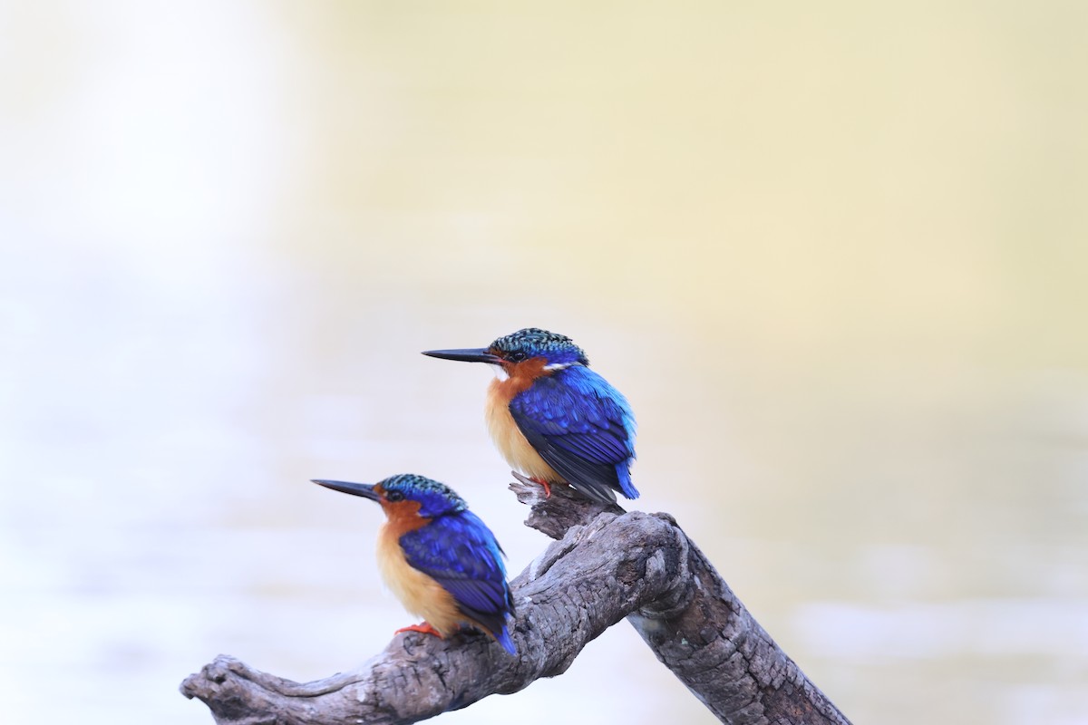 Malagasy Kingfisher - ML642427985