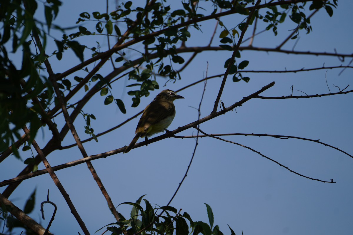 Bulbul à sourcils blancs - ML642427997