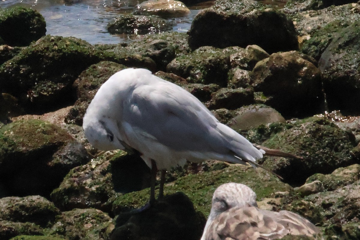 Mouette mélanocéphale - ML642427998